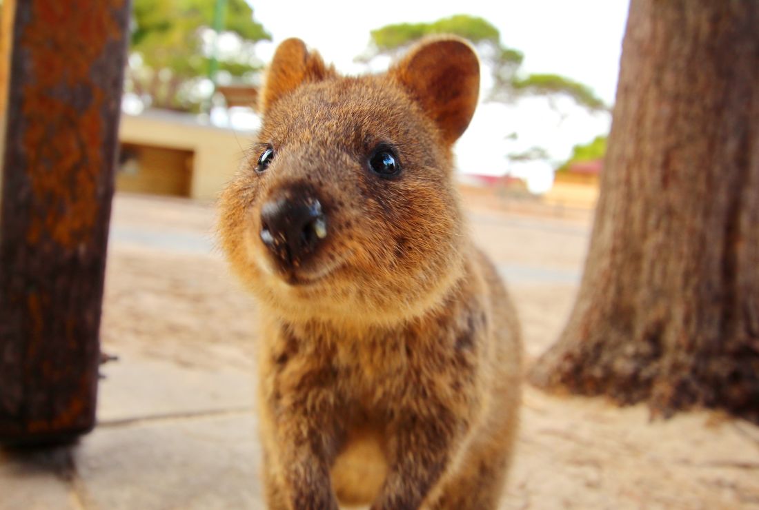 6 Things To Know About The Super Cute Quokka Mental Floss
