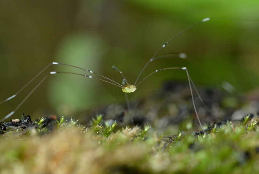 15 Fascinating Facts About Daddy Longlegs Mental Floss