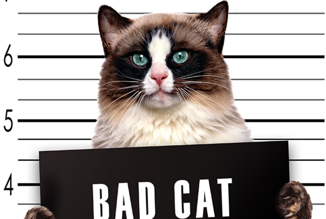 8 Animals That Have Been Imprisoned Or Arrested Mental Floss