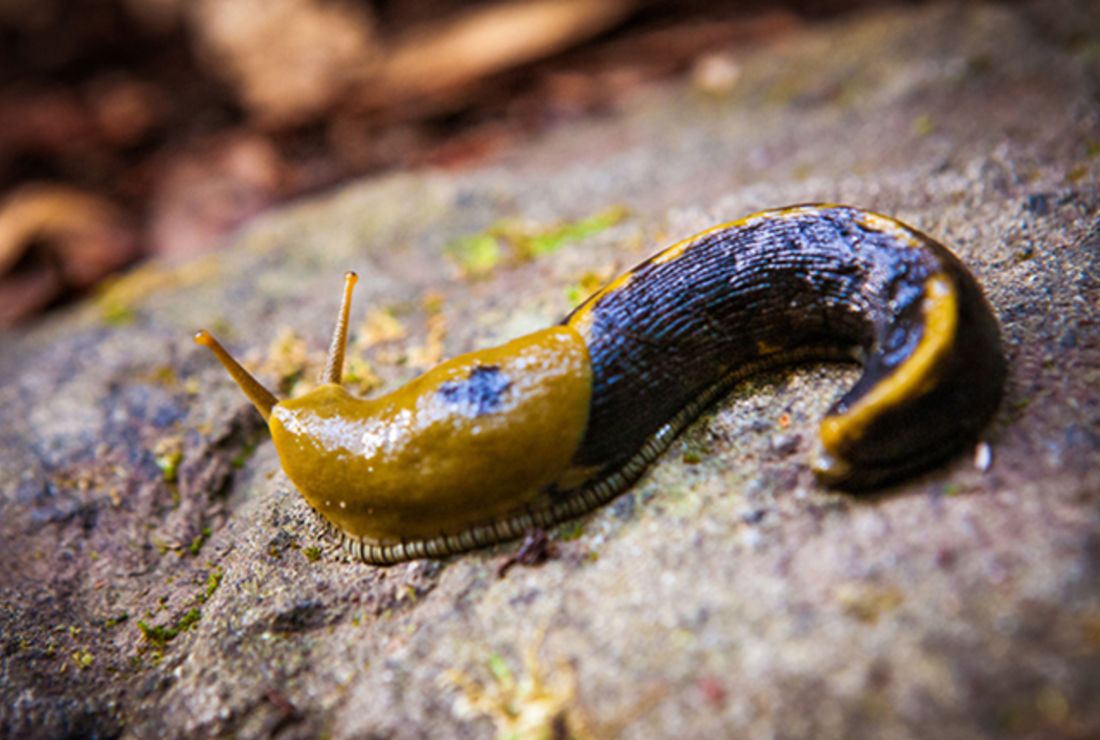 Why does salt melt slugs