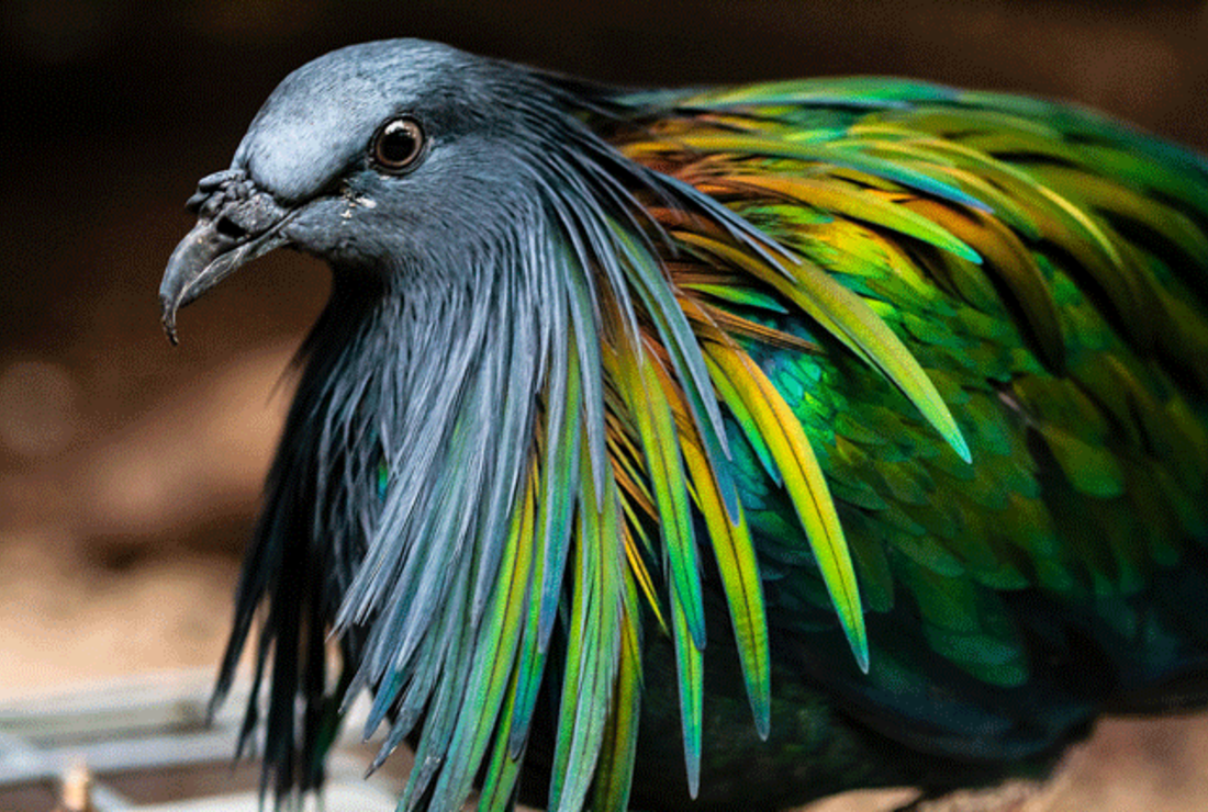 This Colorful Pigeon Is The Dodo S Closest Living Relative Mental Floss