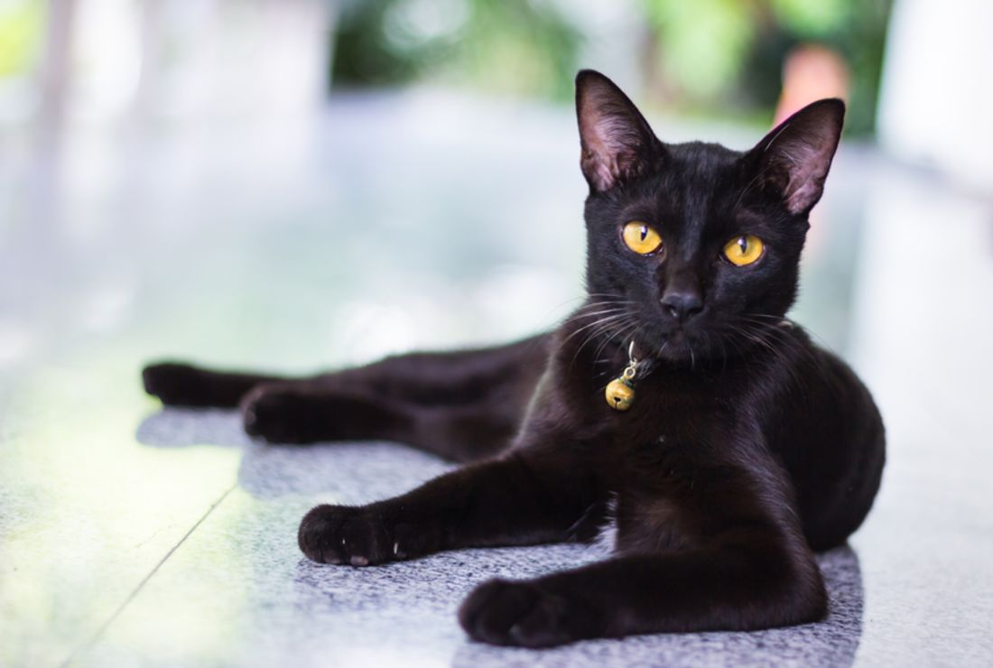 12 Catastrophically Unlucky Black Cats Mental Floss