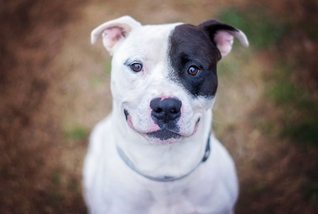 10 True Tales Of Pitbull Heroism Mental Floss