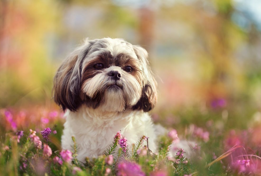 9 Fluffy Facts About The Shih Tzu Mental Floss