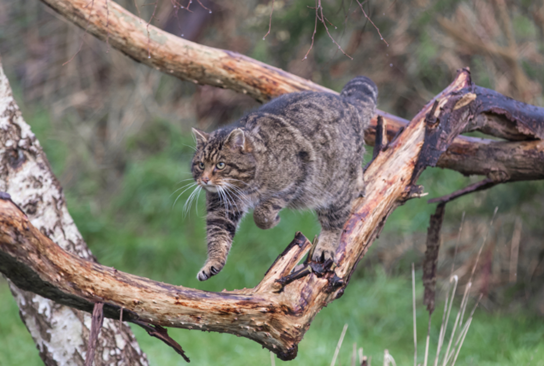 11 Fierce Facts About Scottish Wildcats Mental Floss