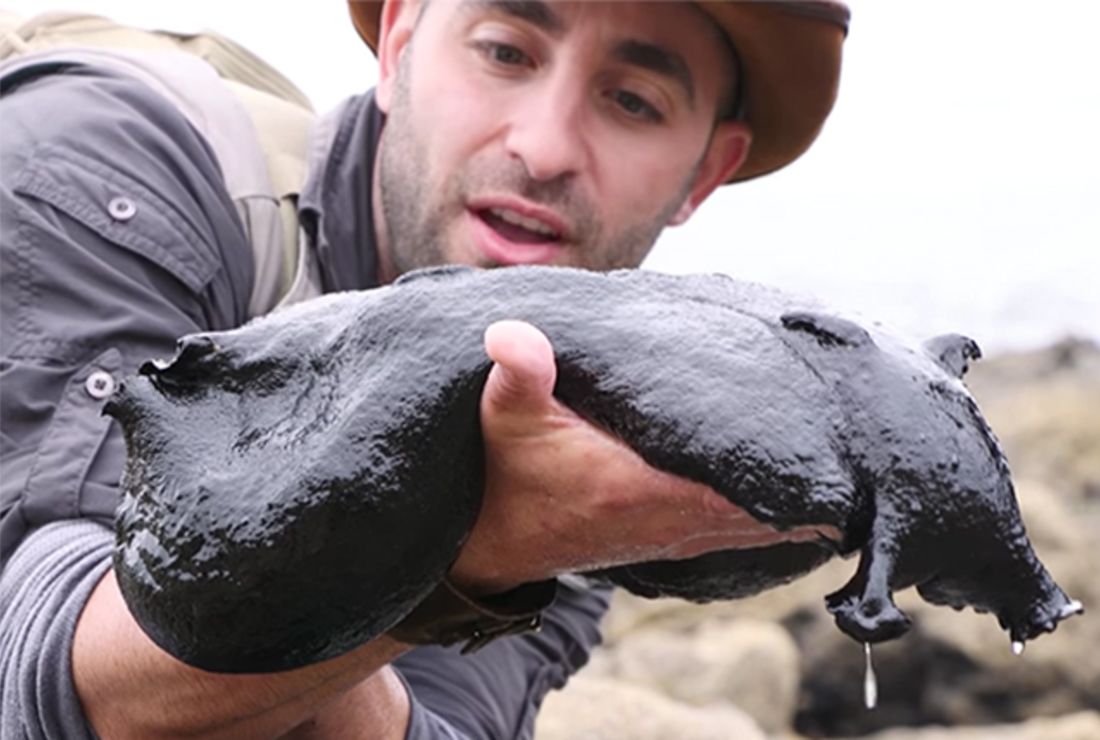 wallpapers California Black Sea Hare Slug giant black sea slug