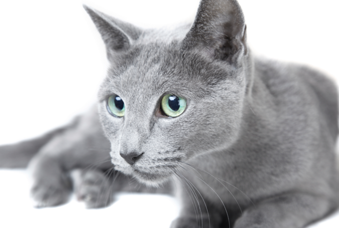 russian blue point cat
