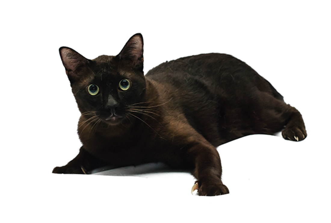5 Exotic Facts About Havana Brown Cats Mental Floss