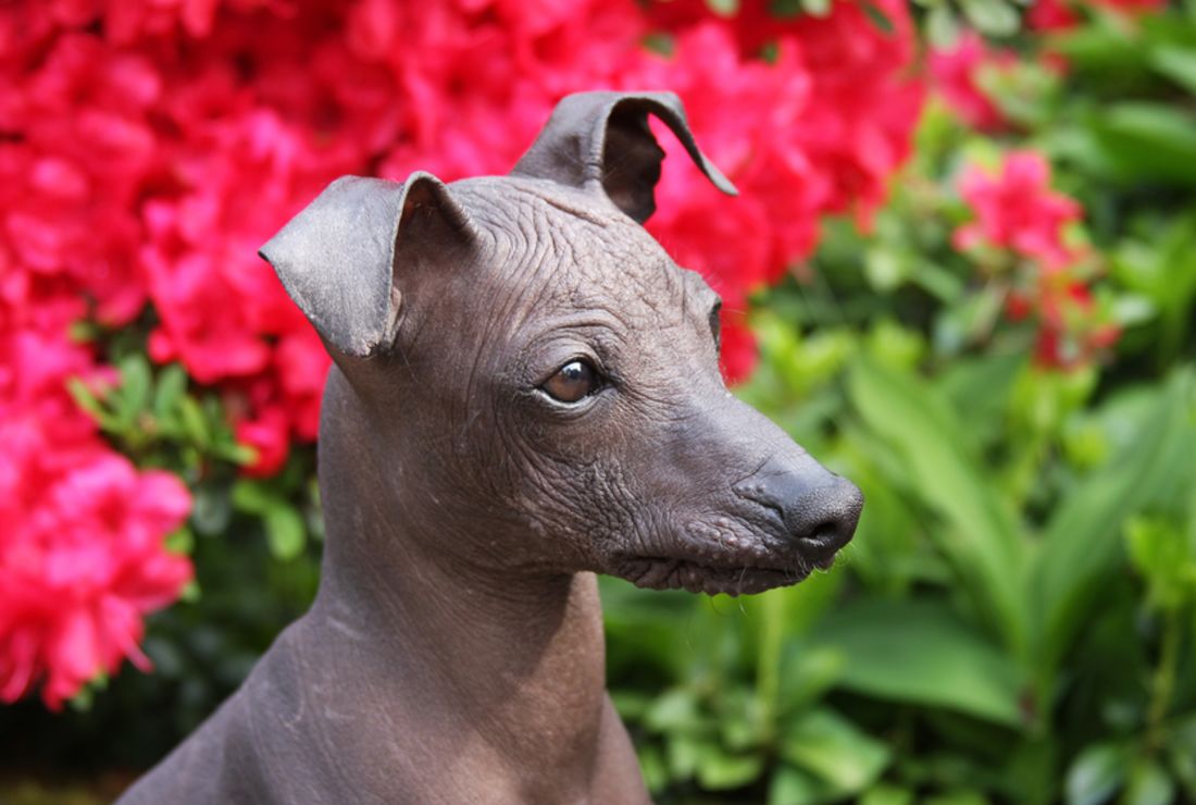 peruvian bald dog