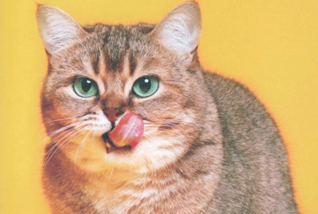 15 Adorable Images Of Cats Sticking Out Their Tongues Mental Floss