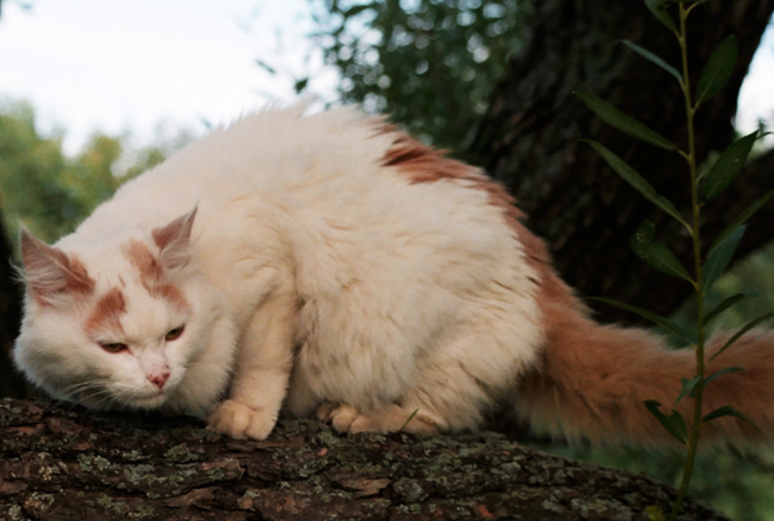 7 Facts About Turkish Van Cats Mental Floss