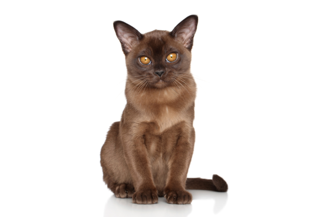 sable burmese kitten