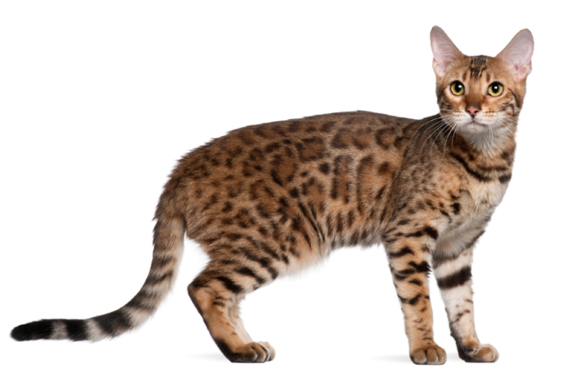 6 Brilliant Facts About Bengal Cats Mental Floss
