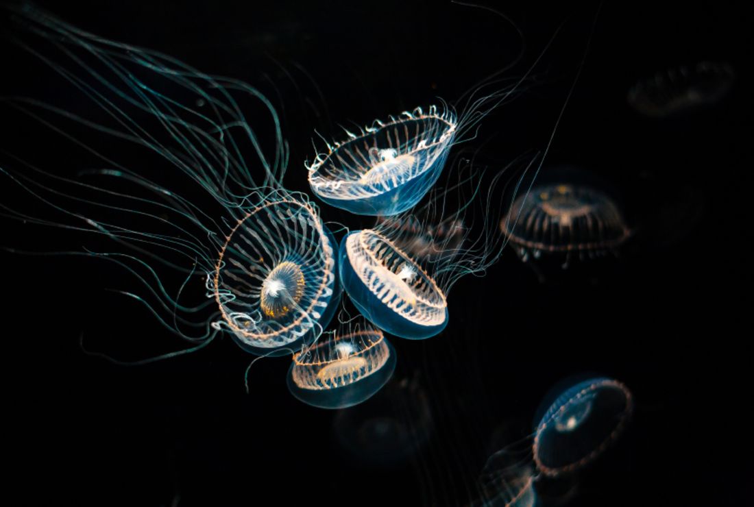 7 Ways Bioluminescence Has Revolutionized Medical Research