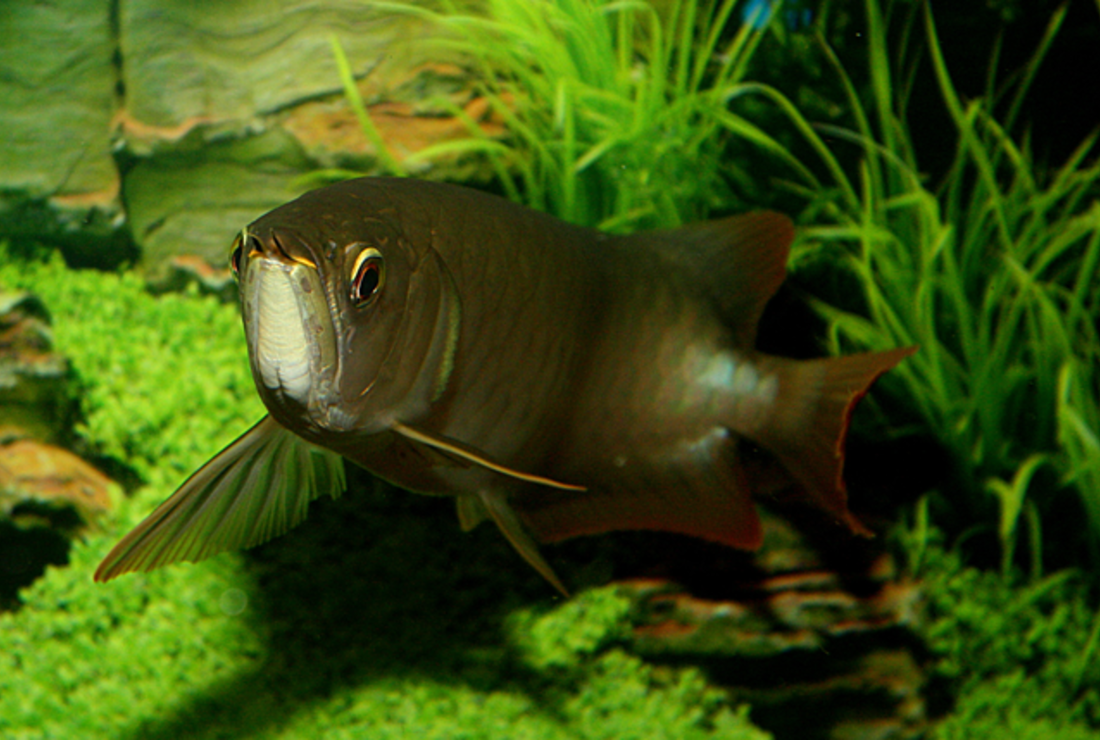 The Rare Asian Arowana Fish Can Cost Up To 150 000 Mental Floss