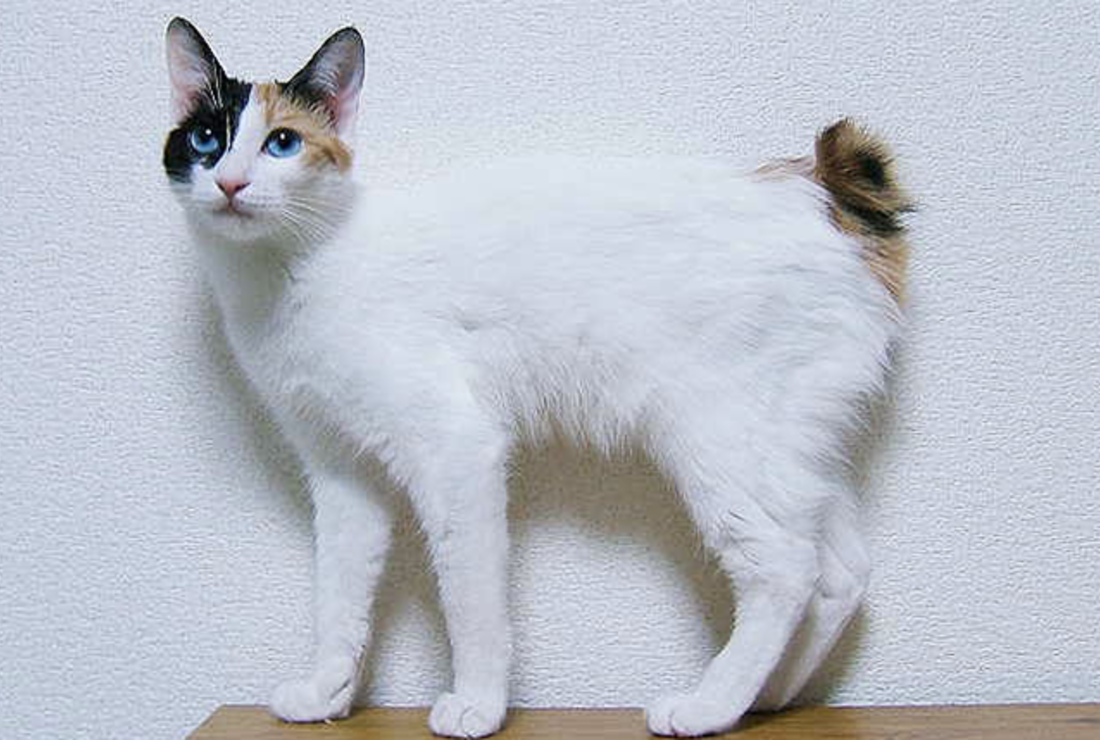 7 Unusual Facts About Japanese Bobtail Cats Mental Floss