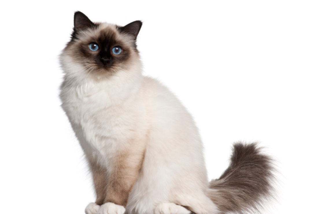 7 Silky Facts About Birman Cats Mental Floss
