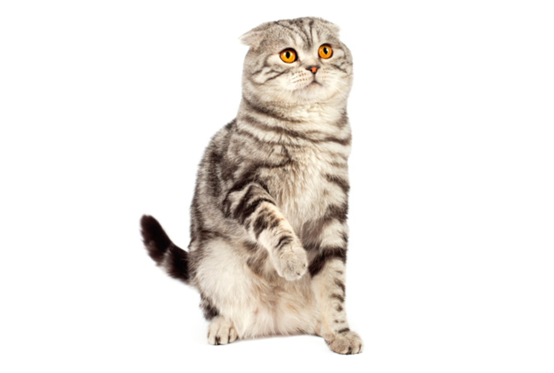 Scottish Fold Cat Facts Mental Floss