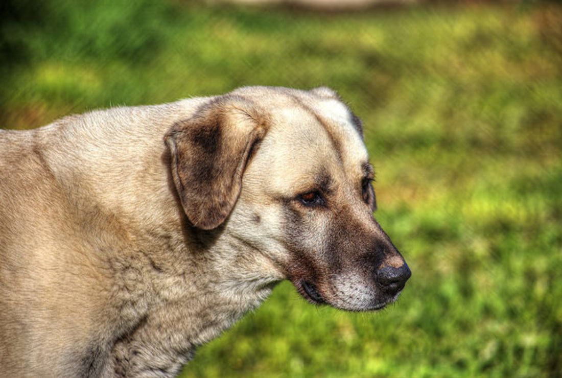 9 hardy facts about anatolian shepherds mental floss