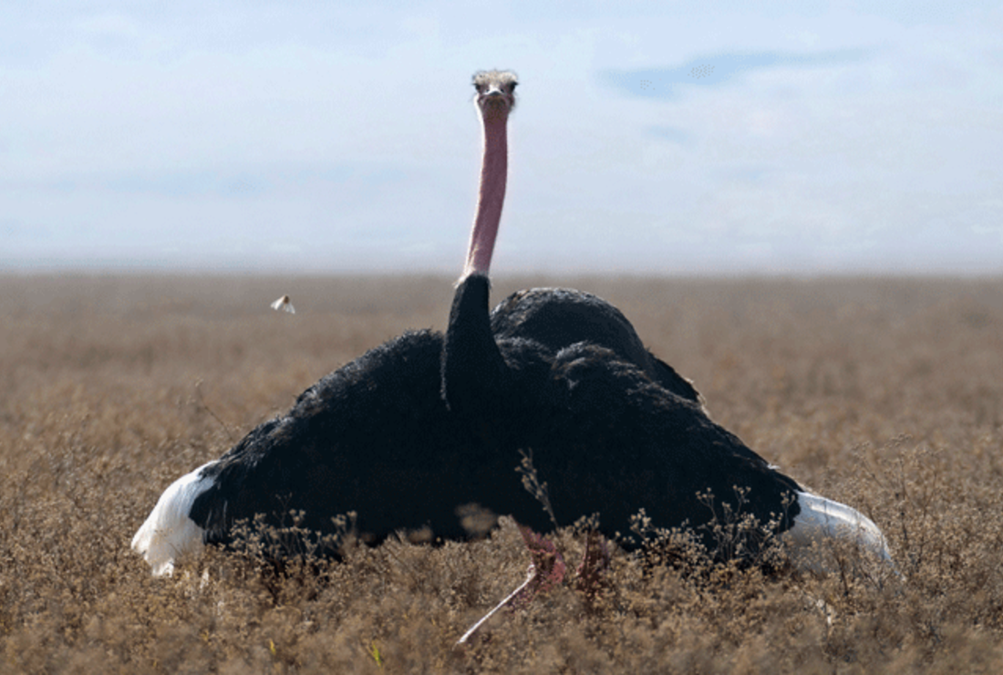 pix Ostrich Wings Open 14 flightless facts about ostriches