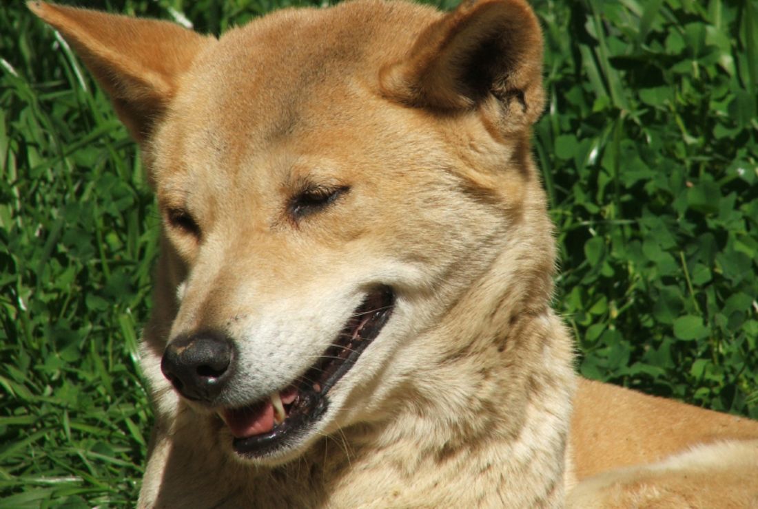 11 Wild About Dingoes | Mental Floss