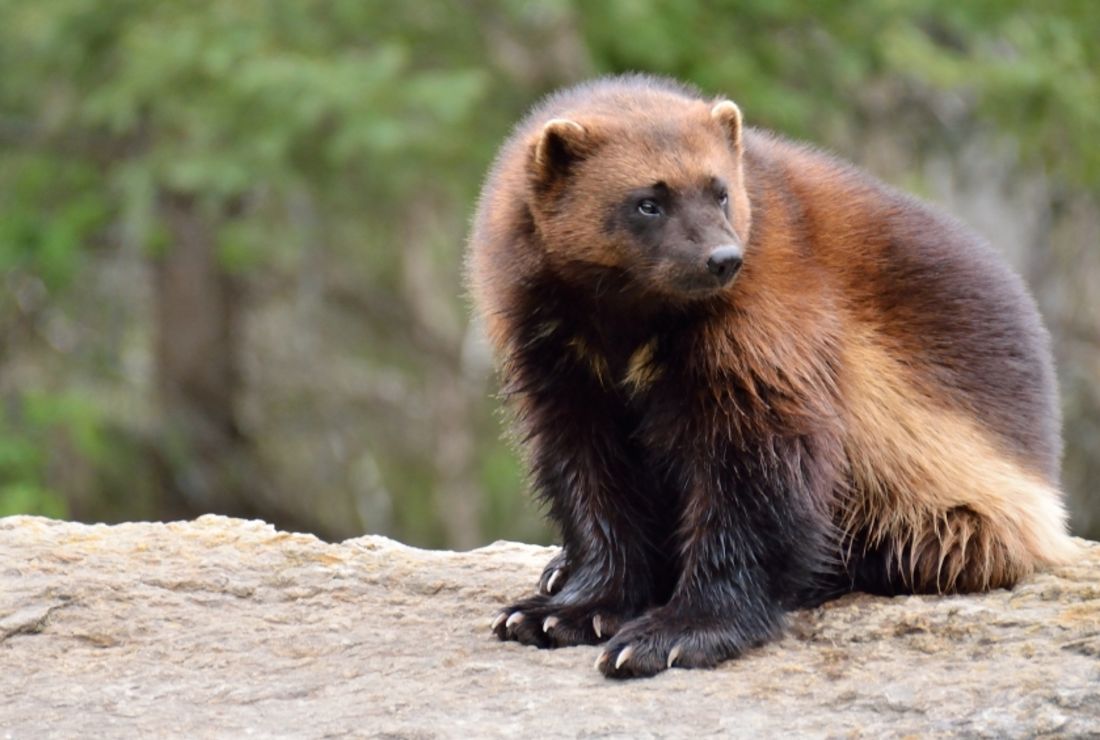 11 Ferocious Facts About Wolverines Mental Floss Wolverine facts for kids & adults. 11 ferocious facts about wolverines