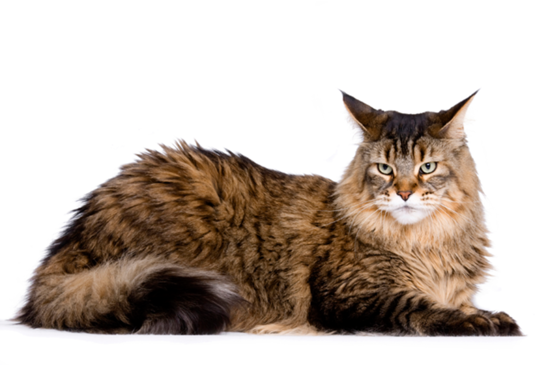 12 Huge Facts About Maine Coons | Mental Floss