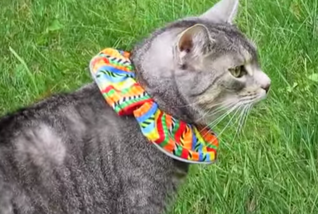 This Colorful Collar Helps Save Birds From Cats Mental Floss