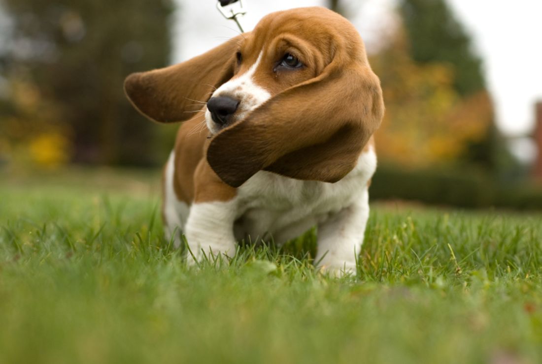 short eared basset hound