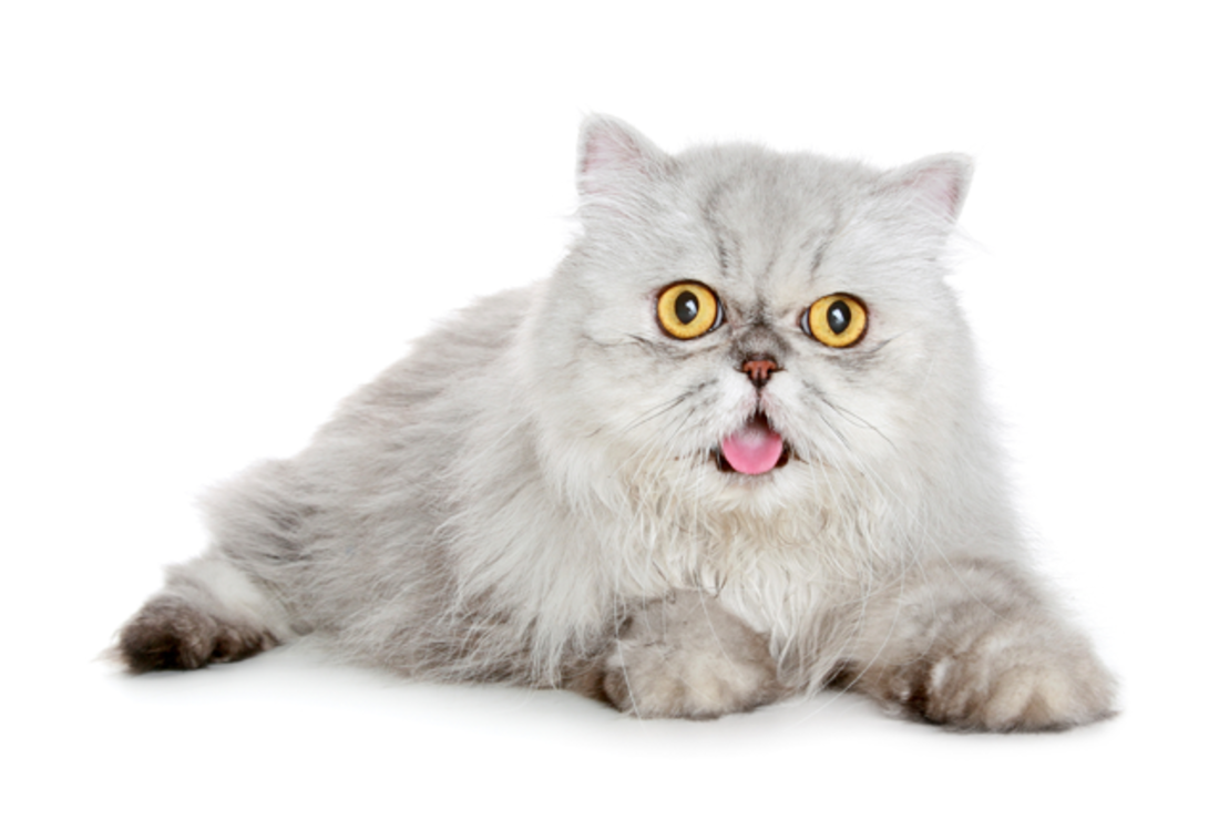10 Fancy Facts About Persian Cats Mental Floss