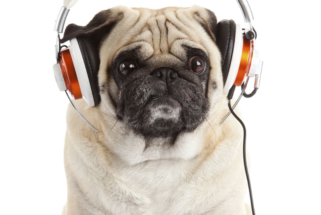music for dogs to listen to