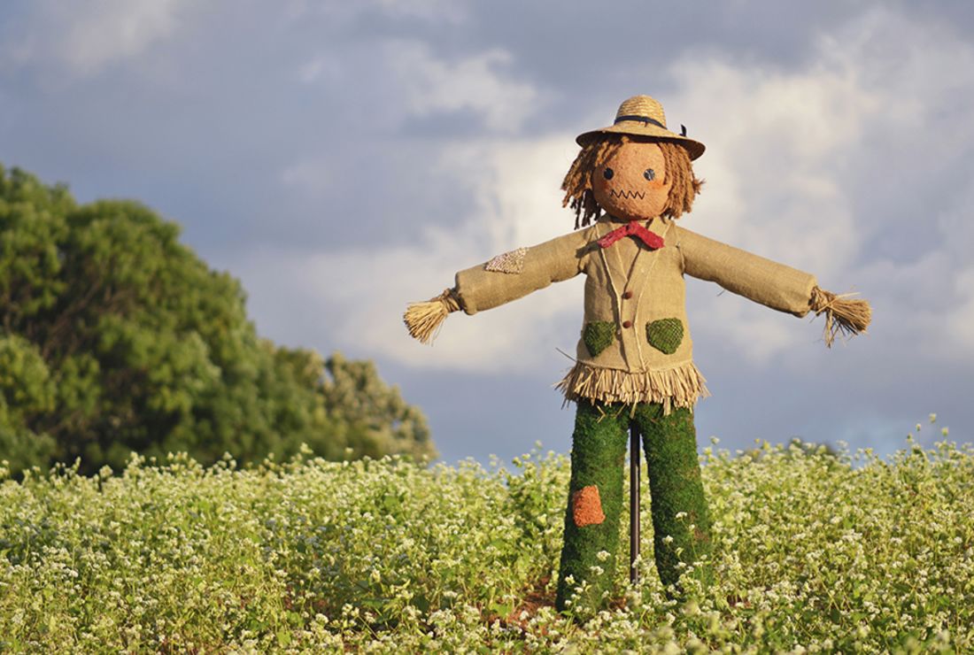 Do Scarecrows Actually Work Mental Floss