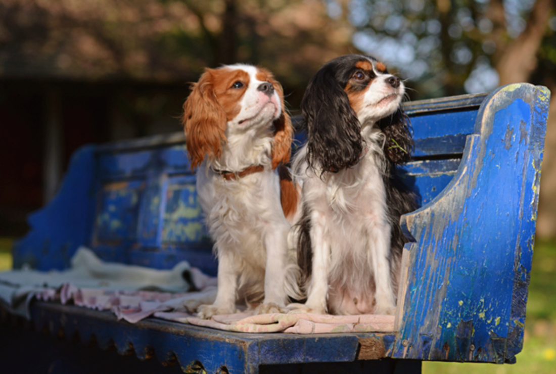 original king charles spaniel