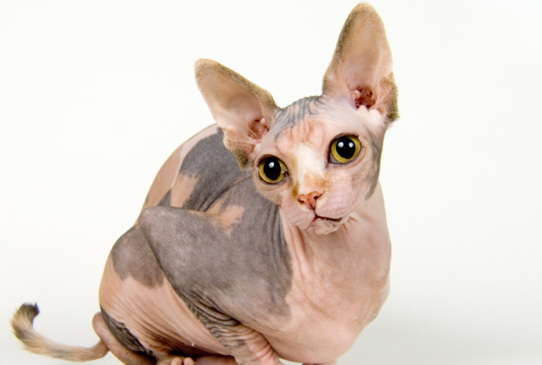 11 Not-So-Fluffy Facts About Sphynx Cats | Mental Floss