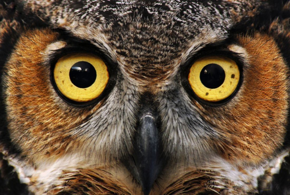 15 Mysterious Facts About Owls Mental Floss