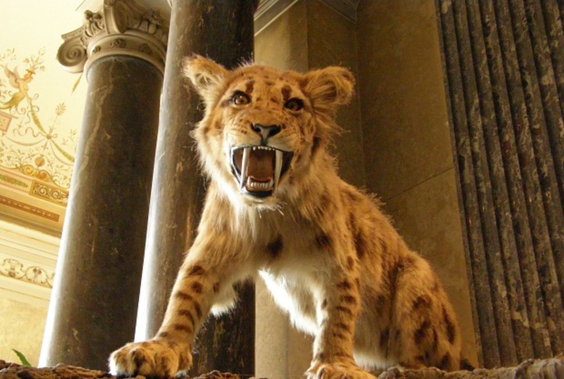 10 Fun Facts About Saber Toothed Cats Mental Floss
