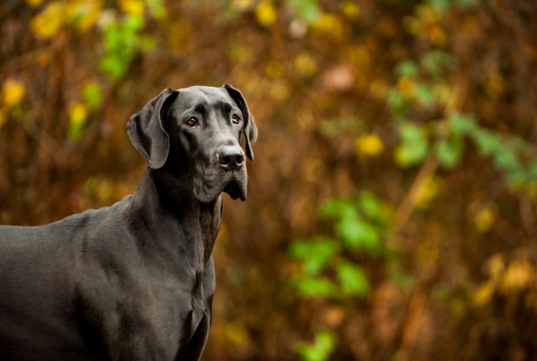 10 Mighty Facts About Great Danes Mental Floss