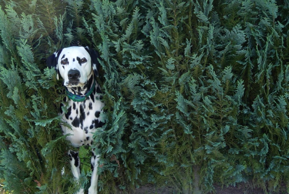 11 Spotted Facts About Dalmatians Mental Floss