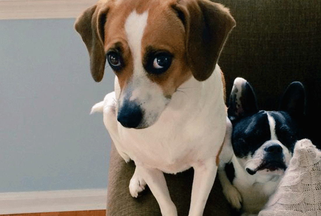 How 13 Dog Breeds Got Their Names Mental Floss