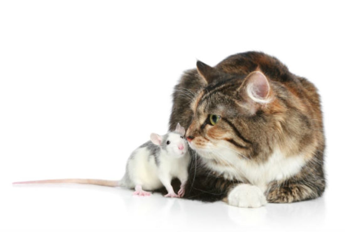 Baby Mice Exposed To Cat Urine Are Less Afraid Of Cats Mental Floss