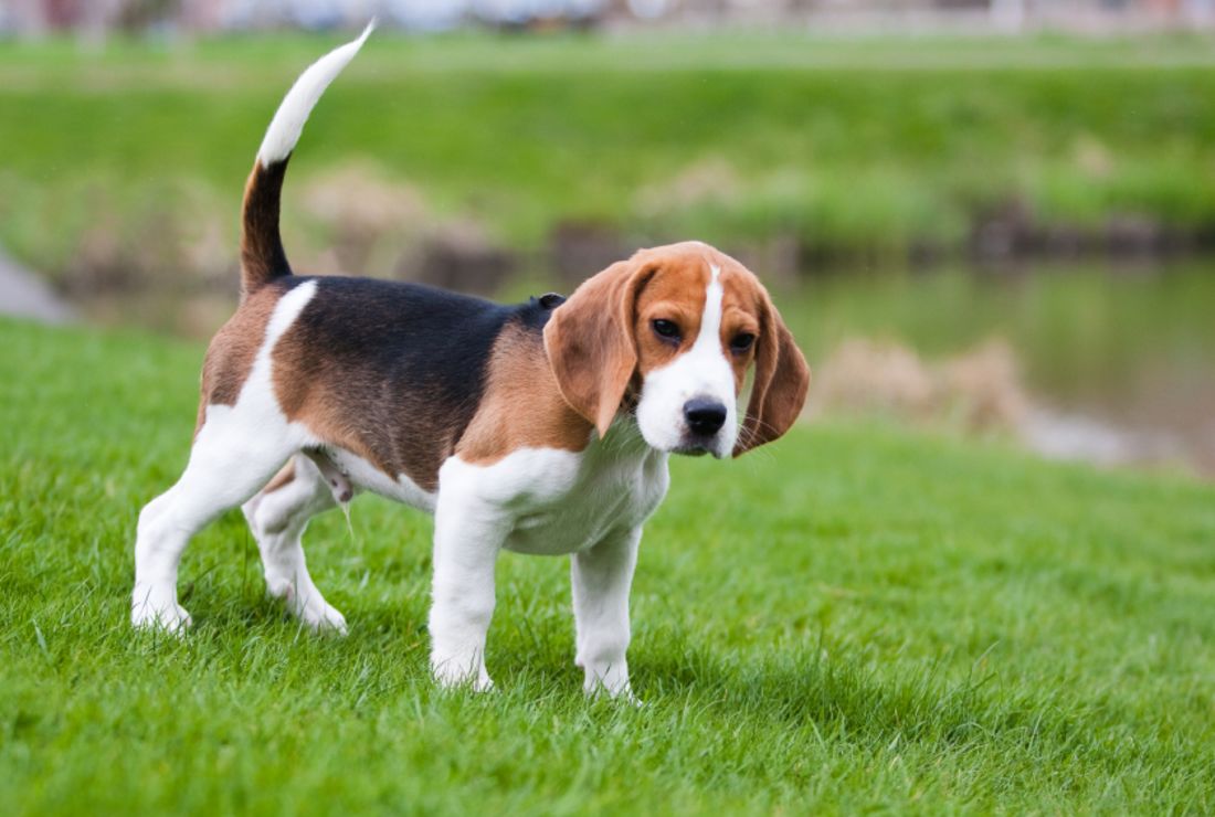 stop beagle barking