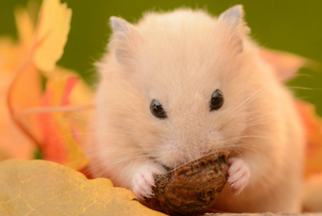 stuff about hamsters