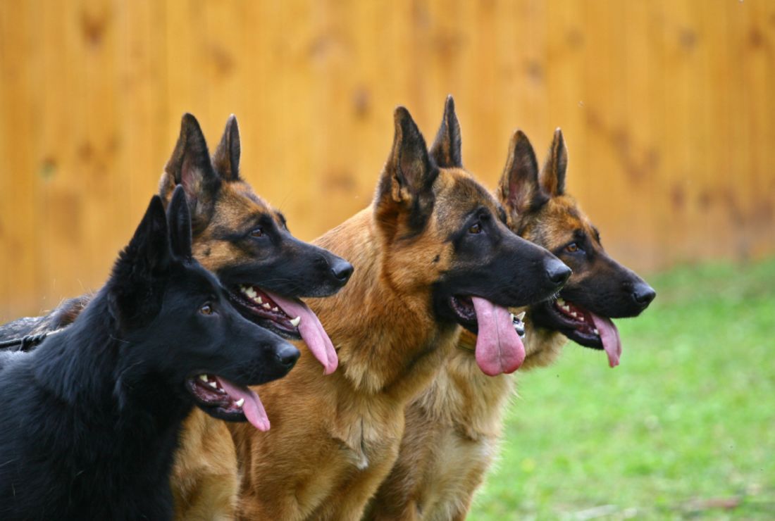 top german shepherd breeders in the world