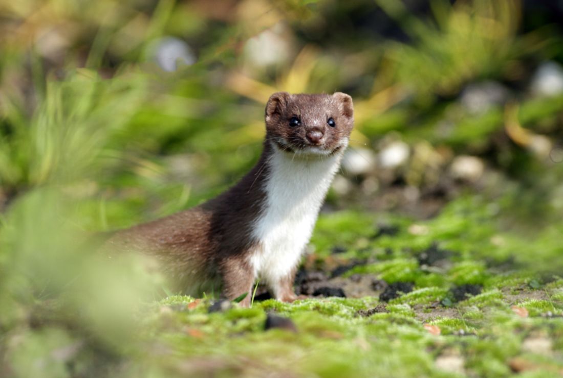 7 Fierce Facts About Weasels Mental Floss