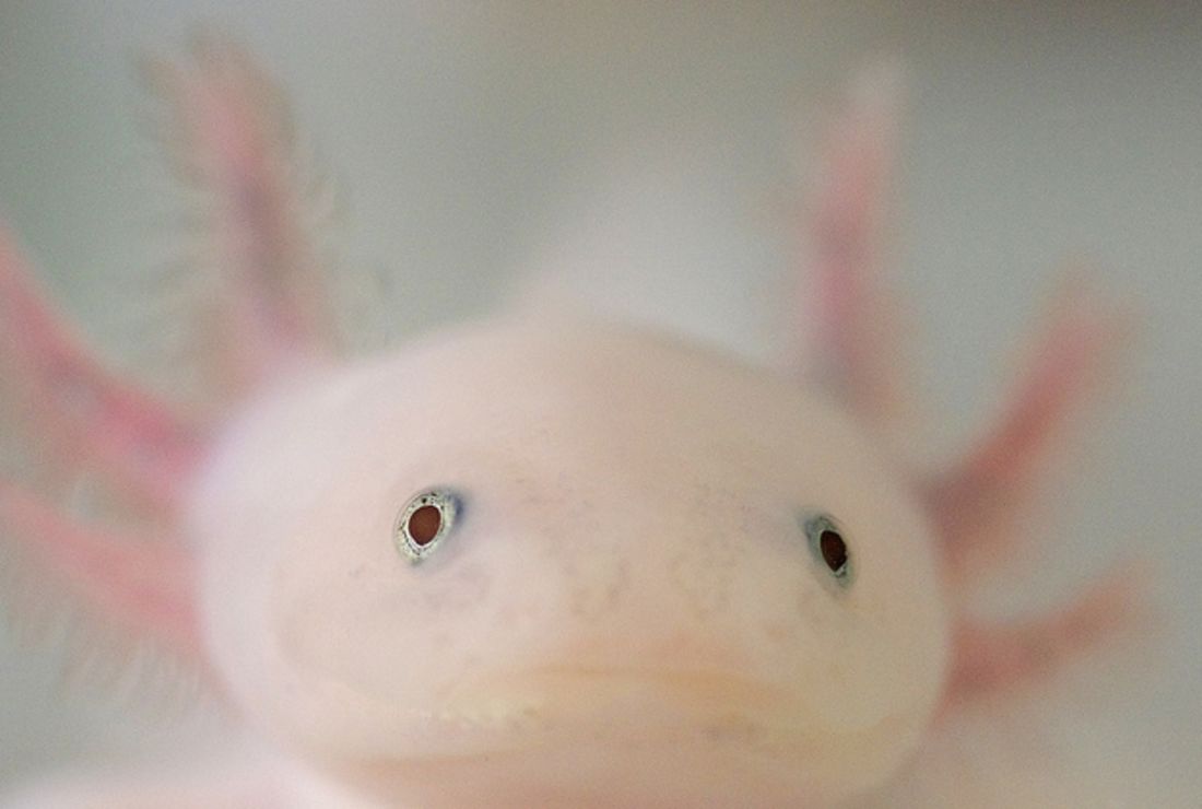 11 Awesome Axolotl Facts Mental Floss 11 Awesome Axolotl Facts Mental Floss