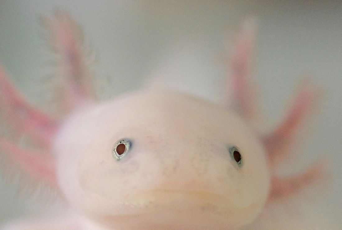 11 Awesome Axolotl Facts Mental Floss