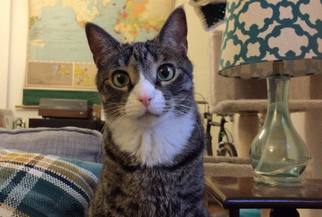 Scientists Have Composed Music For Your Cats Mental Floss