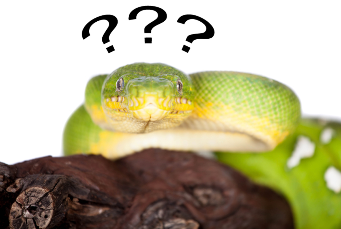 boa vs python tell apart