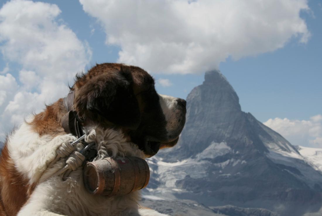 Why Are St Bernards Always Depicted With Barrels Around Their Necks Mental Floss Bernard barrel collars are the ultimate in cool st. why are st bernards always depicted