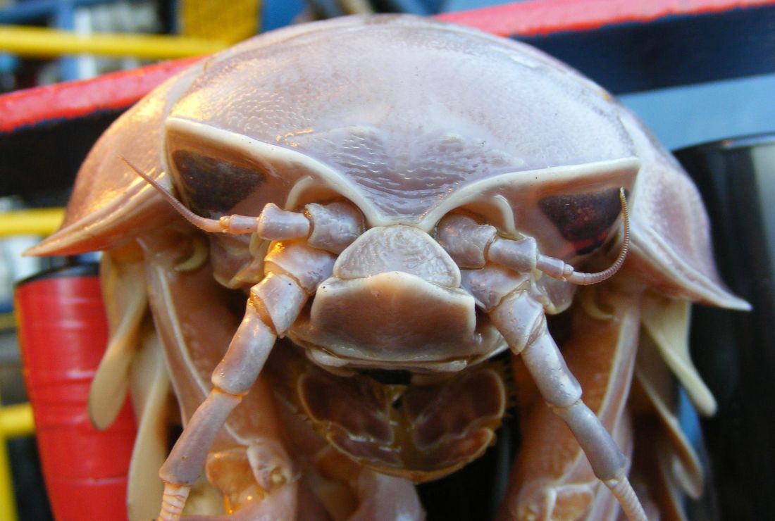 wallpapers Giant Arthropod Eats Shark 18 awesome facts about giant isopods